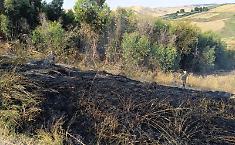 Incendio lambisce un boschetto artificiale di eucalipti: guardie WWF lo domano