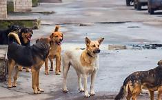 Record di 865 cani randagi nel rifugio a Caltanissetta : spesa comunale verso il raddoppio, gara ancora ferma