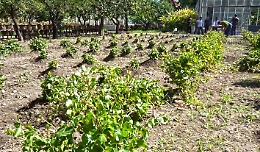 Frutta e olive in beneficenza. Iniziativa del Libero Consorzio di Agrigento