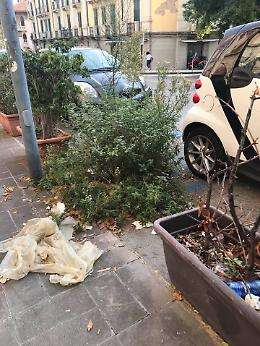 Messina, corso Cavour: le erbacce diventano alberelli...