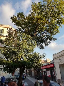 Catania, albero pericolante in piazza 2 Giugno