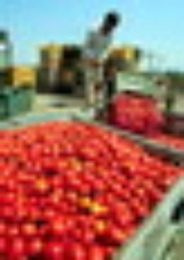 Petizione contro villaggio per stagionali agricoli a Cassibile