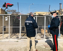 Canicattì, il Nas sequestra il canile: «Ma gli animali sono tenuti bene»