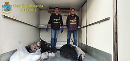 Catania, sequestrati due grossi tonni pescati di frodo e non più idonei al consumo
