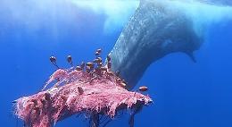 Eolie: il capodoglio Furia s'inabissa con la rete ancora impigliata nella coda, appello per ritrovarlo