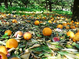 Agricoltura, alla Regione si insedia "tavolo di crisi"