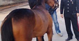Corsa clandestina di cavalli bloccata da Cc a Vittoria