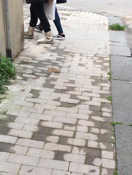 Enna, Viale Armando Diaz: buche ed escrementi