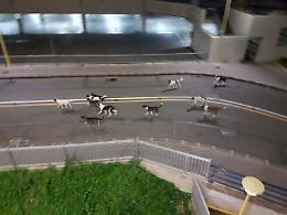 Catania, infermiere Policlinico aggredito da un branco di cani: salvato da collega