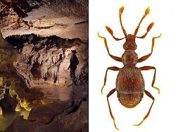 Una nuova specie di coleottero scoperta nella Grotta di Villasmundo a Melilli