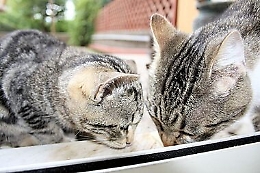 Licata, gattini in calore gli danno fastidio: uno lo uccide, l'altro lo ferisce