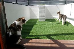 Palermo, hotel a 5 stelle per i mici di casa aiuta i gatti randagi