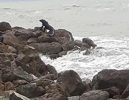 Un varano a San Leone, ma in verità è un tronco d'albero