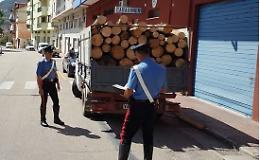 Operaio forestale sorpreso mentre tagliava gli alberi per fare legna