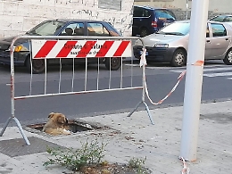 Catania, piazza Risorgimento: cane trova rifugio in caditoia senza grata