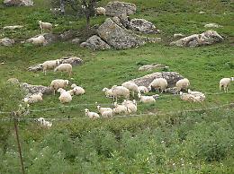 Gela, imprenditore agricolo "stalkerizzato" con le pecore: pastore a processo
