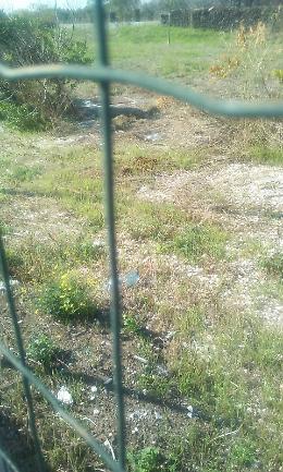 Catania, San Nullo: aree verdi da ripulire in via Alan Turing