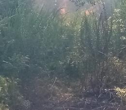 A fuoco boschi nell'Ennese: chiusa la statale 117bis