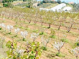 Allarme biodiversit&agrave;, cos&igrave; gli avocado sostituiranno le mele dell'Etna