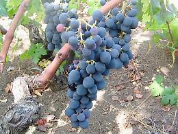 Etna, "vitigni reliquie" da riscoprire, "cugini" dimenticati di Nerello e Carricante