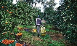 Catania, sequestrata una tonnellata e mezza di agrumi di provenienza "dubbia"