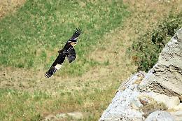 L' impresa di "Lola", l'aquila di Bonelli che dalla Sicilia si è spinta fino alle Egadi
