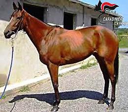 Corse clandestine, cavallo purosangue sequestrato a pregiudicato