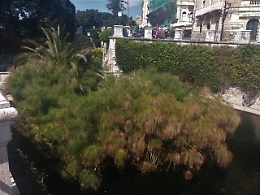 Siracusa, Fonte Aretusa apre al pubblico per la prima volta