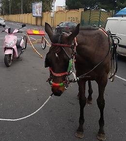 Catania, Polizia “salva” puledro a Picanello