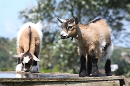 Salve le caprette dell'isola Palmaria: saranno adottate