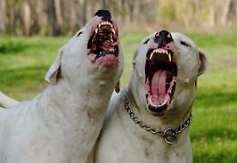 Bambino sbranato a Mascalucia: Codacons chiede istituzione patentino per possesso cani potenzialmente pericolosi