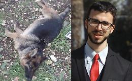 Priolo Gargallo, uccisi i cani del consigliere comunale Bosco