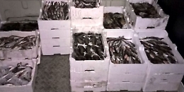 Trapani, pesce venduto fuori da regole: multe e sequestro