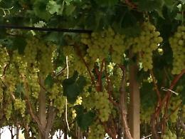 «No al biometano fra l'uva pregiata» Rivolta nel Nisseno