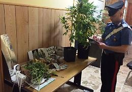 Catania, studiavano e coltivavano marijuana