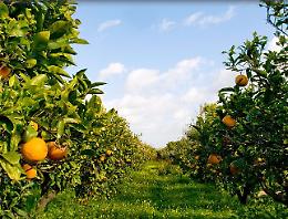 Aiuti ad agricoltori e allevatori: in Sicilia prorogati termini per la richiesta delle istanze
