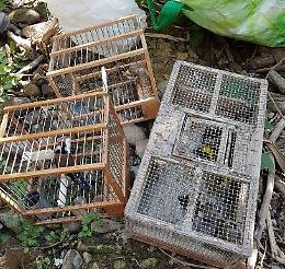 Catania, catturava cardellini con trappole a Monte Po: denunciato