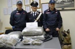 Mascali, cane Indic scova in giardino 18 chili di marijuana