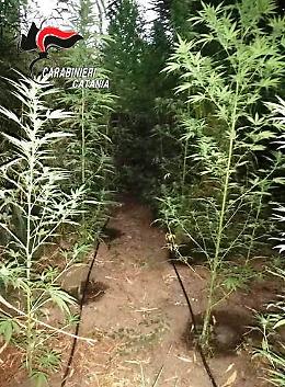 Villaggio Jonio, la piantagione di canapa indiana a due passi dal mare