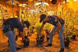 Palermo, aveva messo su una piantagione di marijuana nel seminterrato di casa sua