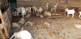 Maltempo, "strage" di capre e pecore in azienda ragusana