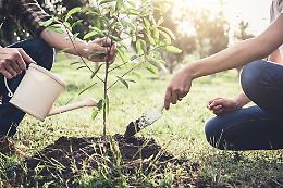 Democrazia partecipata, i catanesi scelgono il progetto per piantare 2000 nuovi alberi