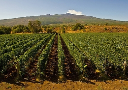 Otto chic-chef interpretano l’Etna in una serata evento a Castiglione di Sicilia