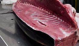 Quattro quintali di tonno sequestrati a Isola delle Femmine: erano privi di tracciabilità