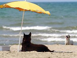 Caldo, sole e parassiti: i consigli del veterinario