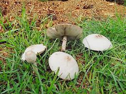 Riposto, cinque al Pronto soccorso per i funghi velenosi