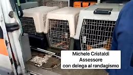 L'assessore Michele Cristaldi: «Dieci giorni per conquistare la fiducia degli animali»