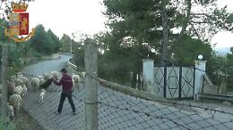 Valguarnera, pascolavano le pecore invece di lavorare al Comune