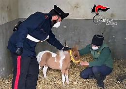 Controlli a S. G. Galermo: furti di energia elettrica e pony in una stalla abusiva