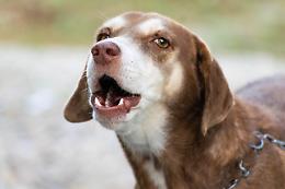 Adrano: infastidita dall'abbaiare di un cane, aggredisce due sorelle
